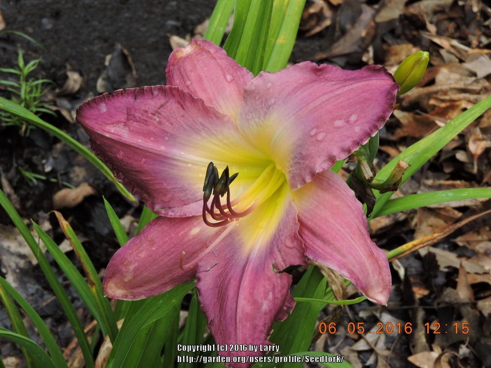 Daylily of the Day Anchors Aweigh in the Plants of the Day forum