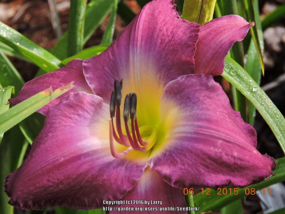 Daylily of the Day Anchors Aweigh in the Plants of the Day forum
