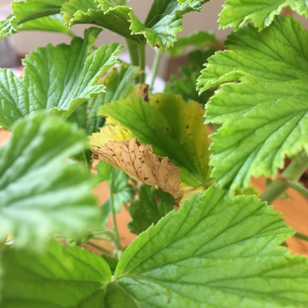 Scented Geranium Problems in the Pests and Diseases forum