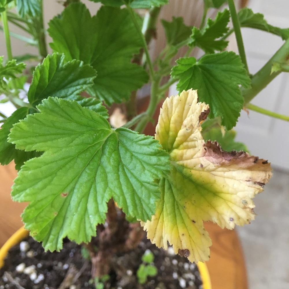 Scented Geranium Problems in the Pests and Diseases forum