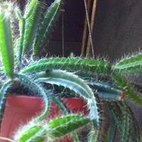 Photo of the entire plant of Dog-Tail Cactus (Deamia testudo) posted by ...