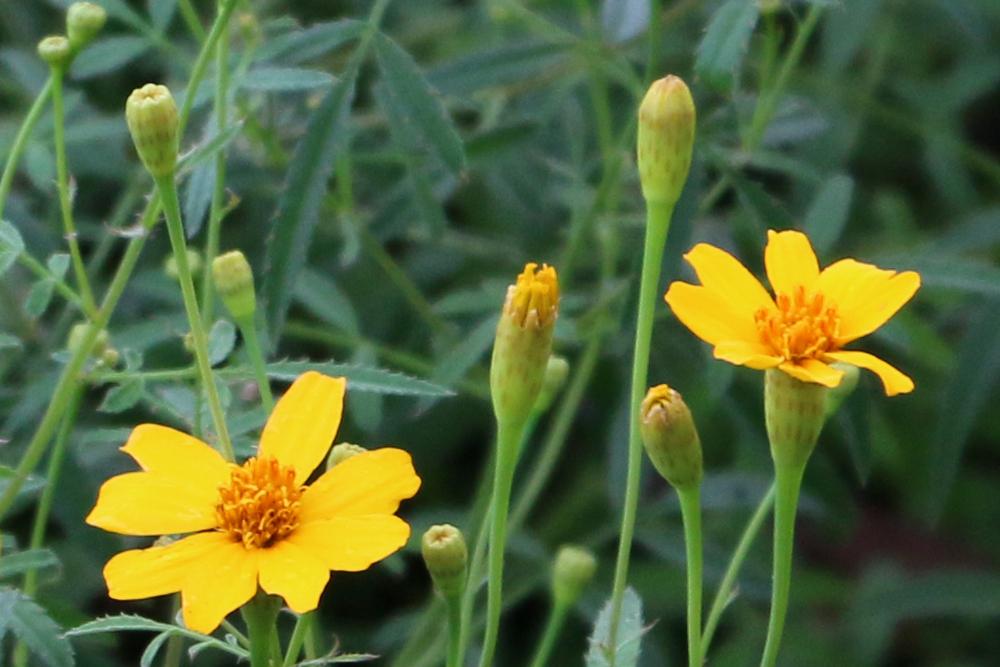 Copper Canyon Daisy (Tagetes lemmonii)