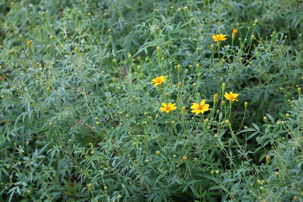 Copper Canyon Daisy (Tagetes lemmonii)
