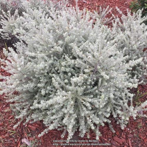 Coast Rosemary (Westringia fruticosa 'Smokey')