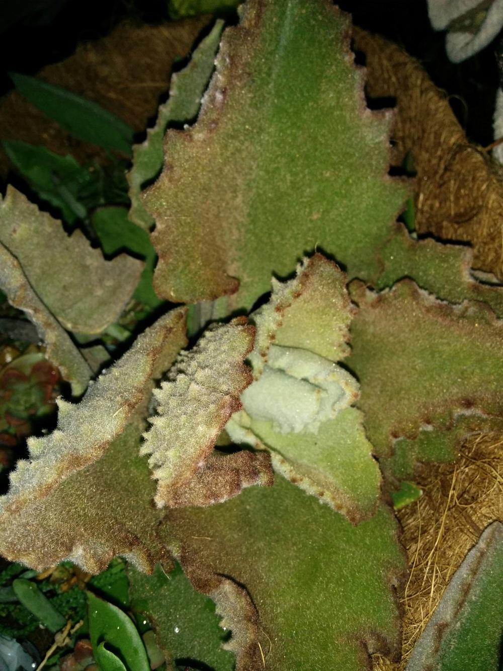 Photo of the emerging growth of Felt Plant (Kalanchoe beharensis 'Fang