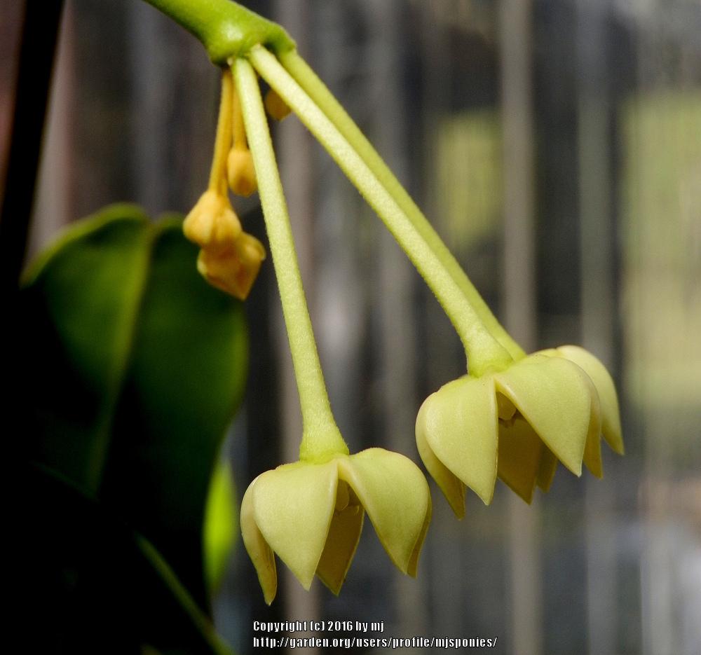 Photo of the closeup of buds, sepals and receptacles of Wax Plant (Hoya