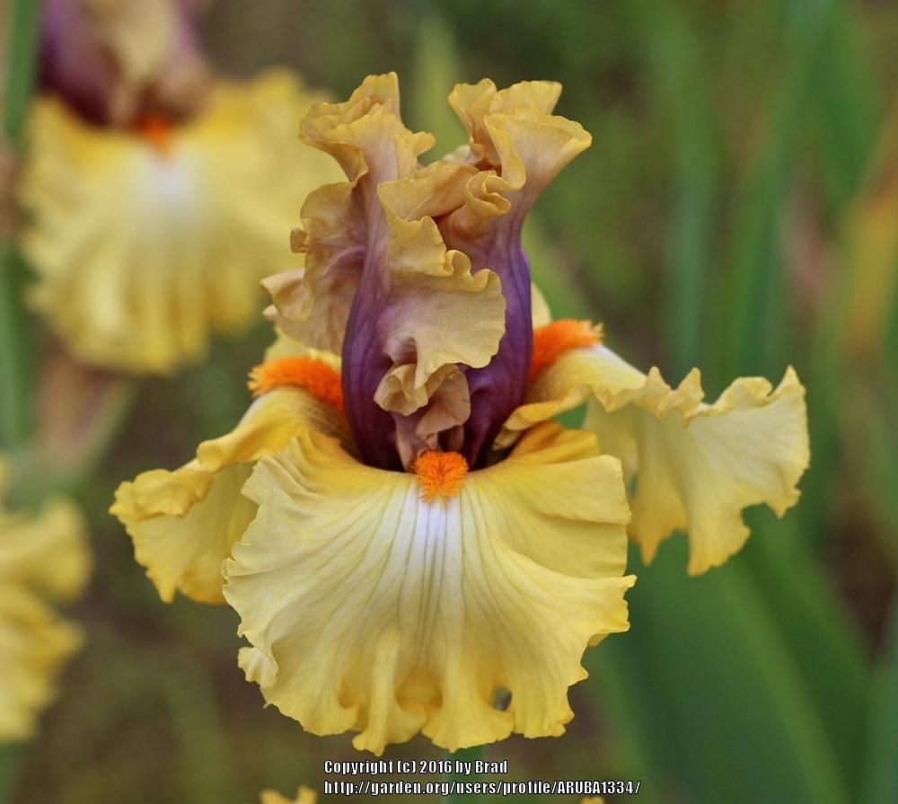 Photo of the bloom of Tall Bearded Iris (Iris 'Idle Rich') posted by
