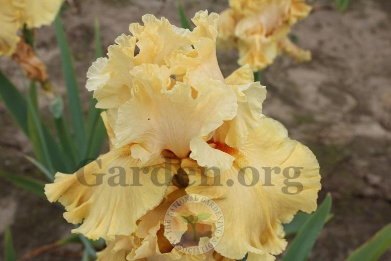 Tall Bearded Iris (Iris 'Boyd') in the Irises Database