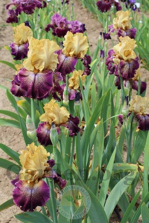Photo of the bloom of Tall Bearded Iris (Iris 'Raining Cats and Dogs') posted by HighdesertNiki