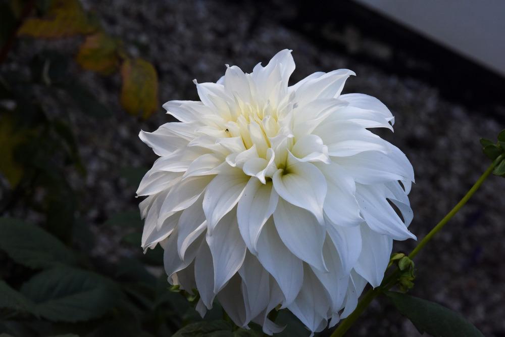 Decorative Dahlia (Dahlia ‘White Perfection’) in the Dahlias Database