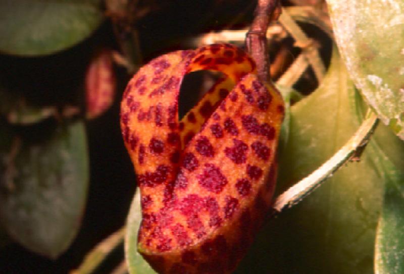 Orchid (Zootrophion ximenae)