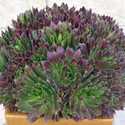 Aeoniums in Cultivation