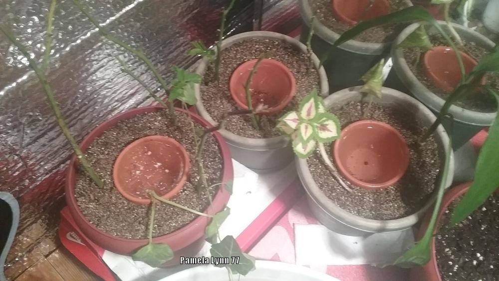 Forsythe Pot for Propagation: in the Ask a Question forum - Garden.org