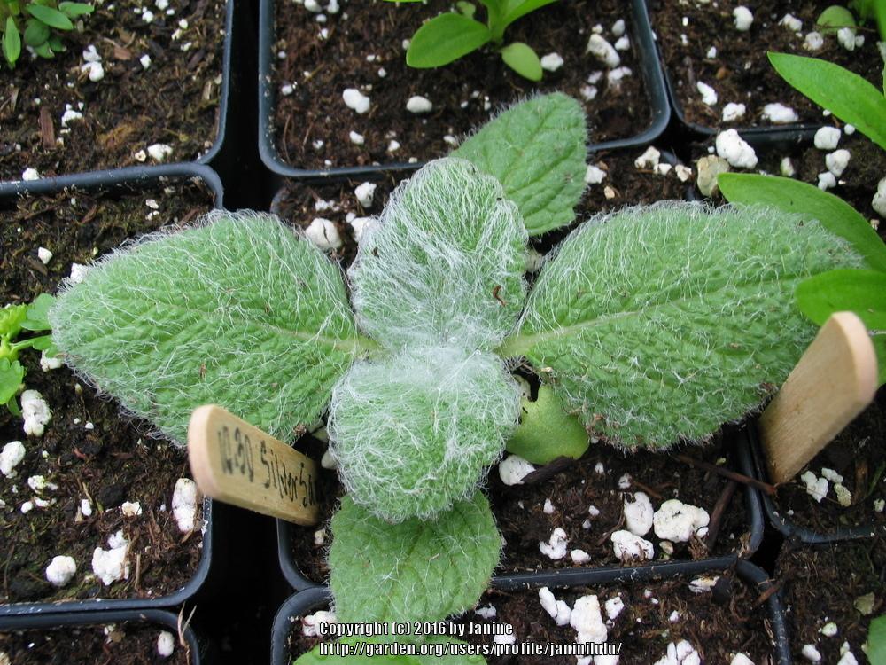 Photo of the seedling or young plant of Silver Sage (Salvia argentea