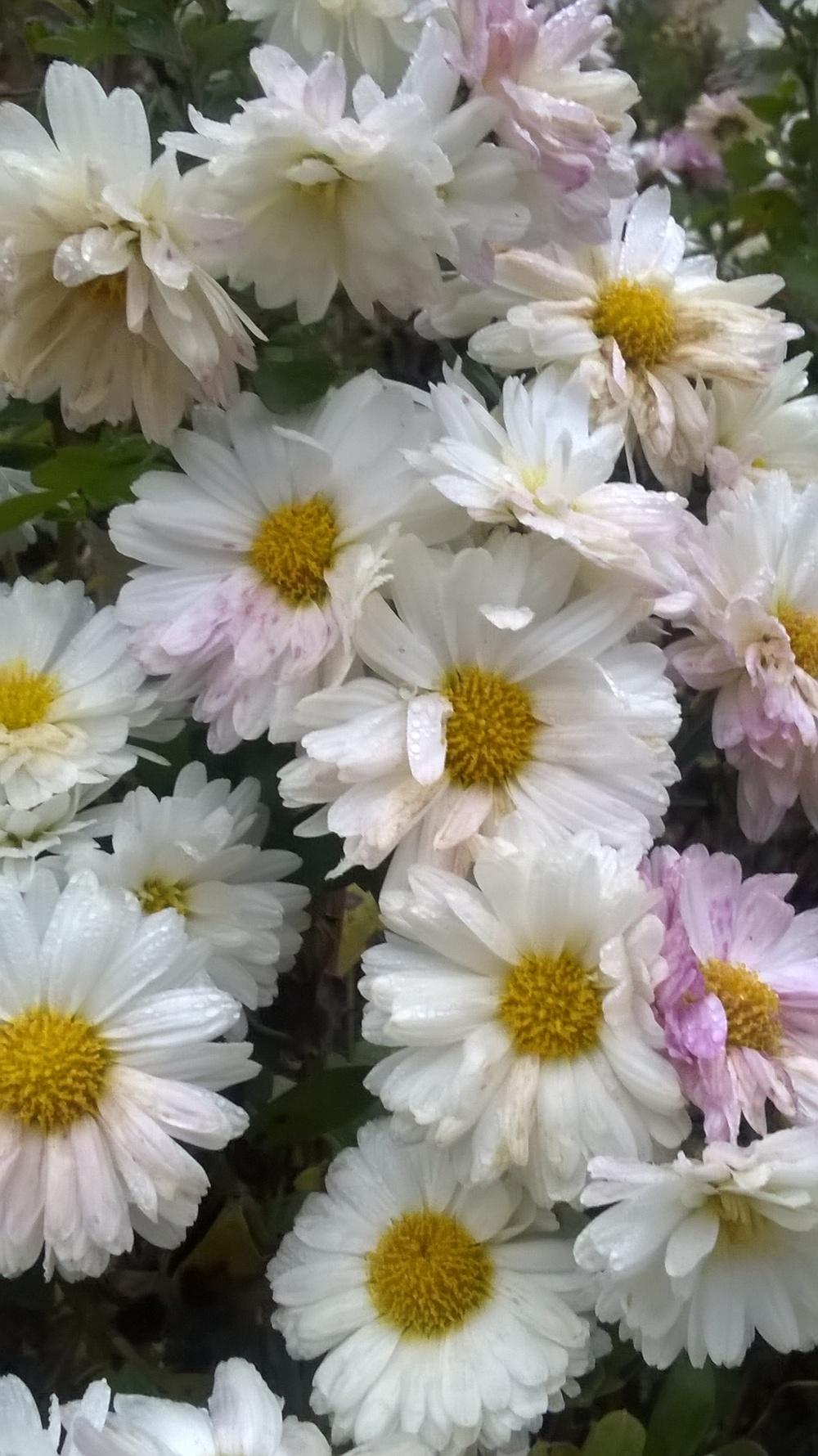 Chrysanthemum (Chrysanthemum indicum)
