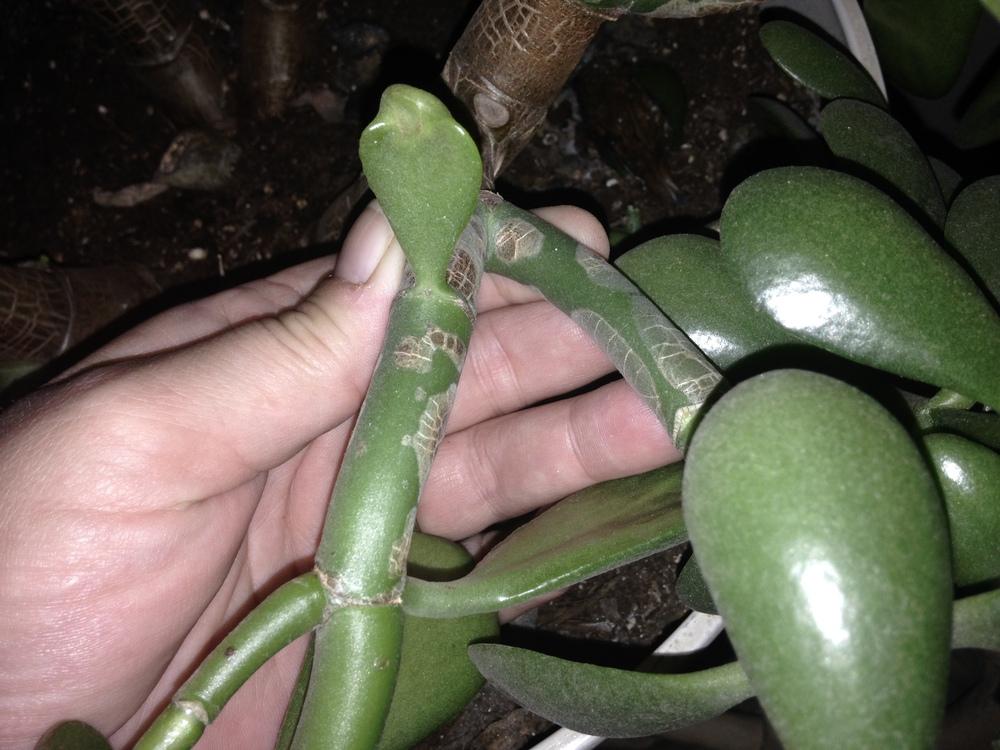 jade plant with drooping branches help!!! in the Ask a Question forum