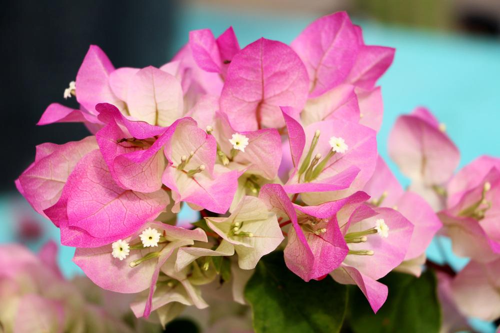 Bougainvilleas Plant Care and Collection of Varieties