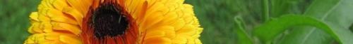 Thumb of 2016-11-15/TsFlowers/0051ae