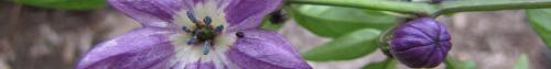 Thumb of 2016-11-15/TsFlowers/783b86