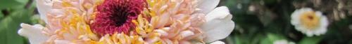 Thumb of 2016-11-15/TsFlowers/c58f48