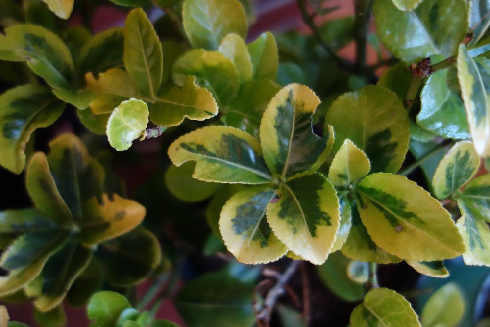 Is something eating my euonymus leaves? in the Ask a Question forum