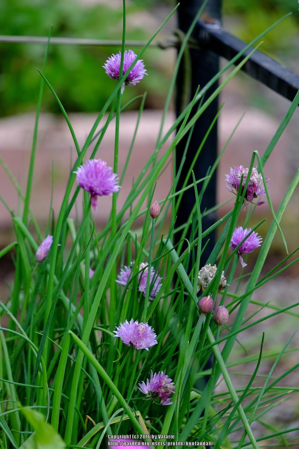 Chives Plant Care and Collection of Varieties