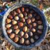 Just prepared these 40 nuts for germination in a big pot. I cover Just prepared these 40 nuts for germination in a big pot. I cover