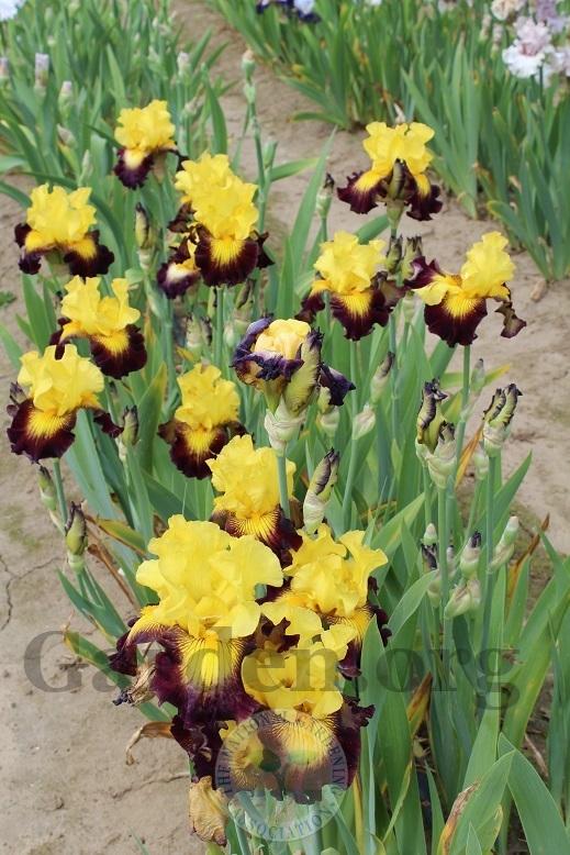 Photo of the bloom of Tall Bearded Iris (Iris 'Snapshot') posted by