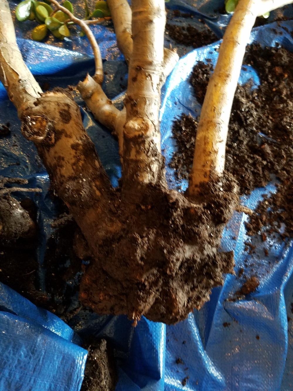 Jade plant root rot Need help on how to repot. in the Ask a Question