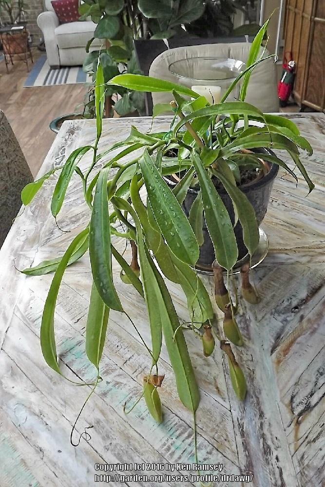 Carnivorous Plants Forum Upper Half Of Pitchers Is Browning Garden Org