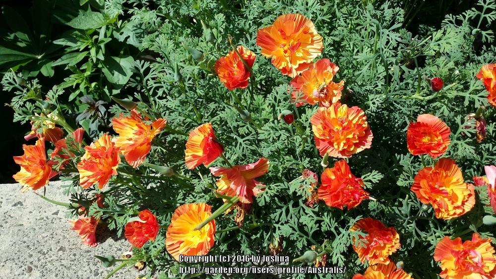 Photo of the bloom of California Poppy (Eschscholzia californica 'Jelly