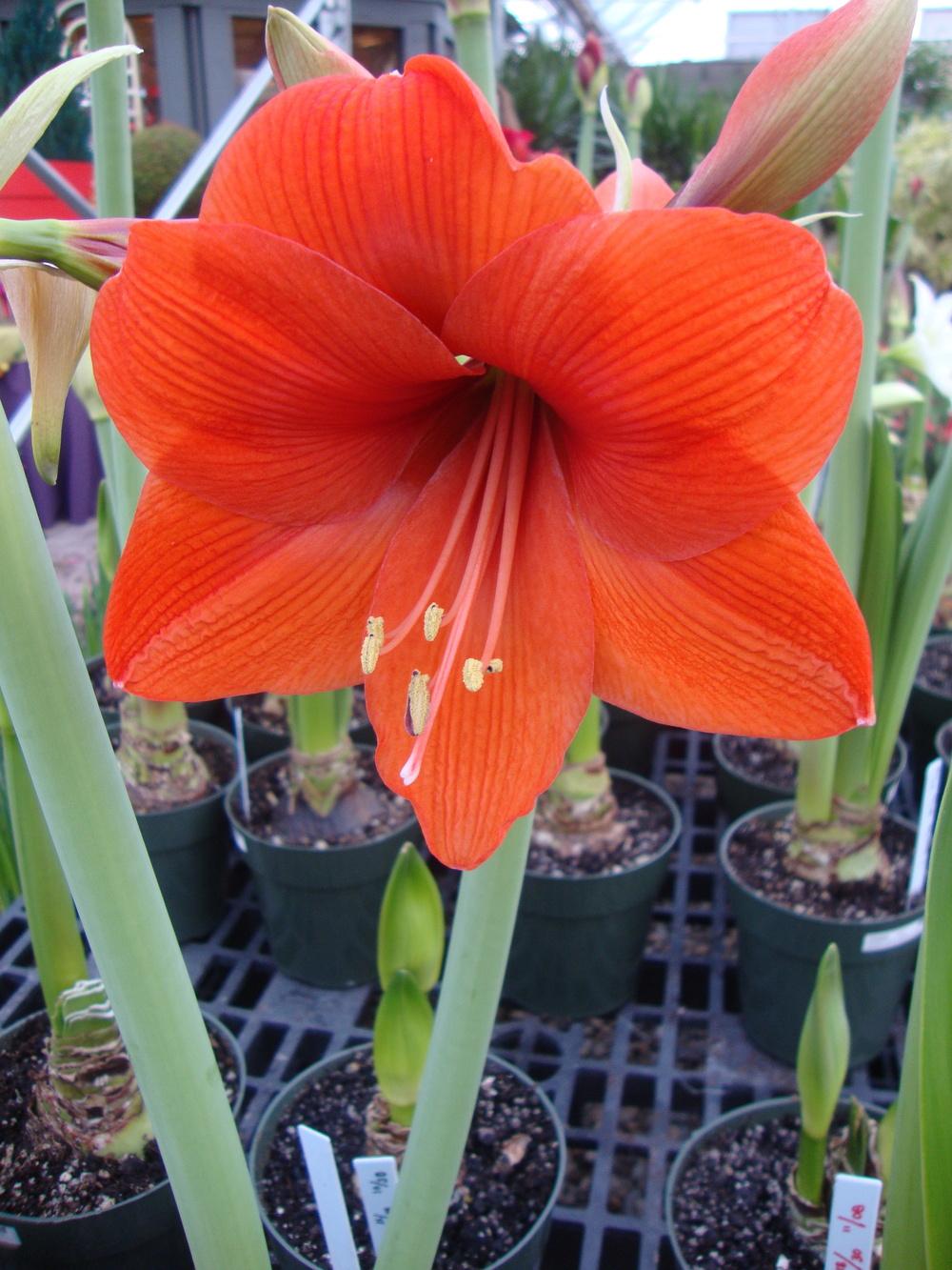 Photo of the bloom of Amaryllis (Hippeastrum 'Orange Sovereign') posted