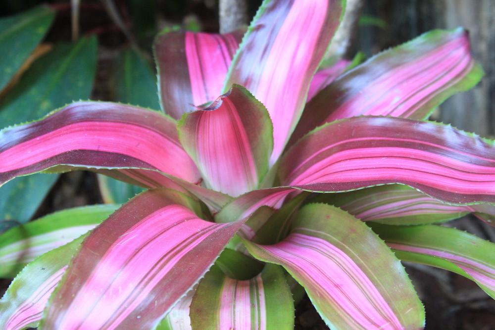 Photo of the entire plant of Bromeliad (Neoregelia ‘Wolfgang’) posted