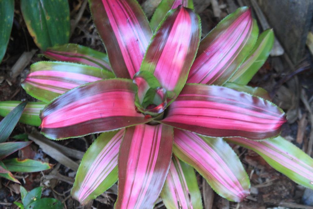 Photo of the entire plant of Bromeliad (Neoregelia ‘Wolfgang’) posted