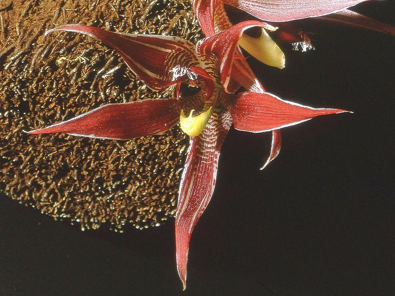 Orchid (Paphinia cristata)