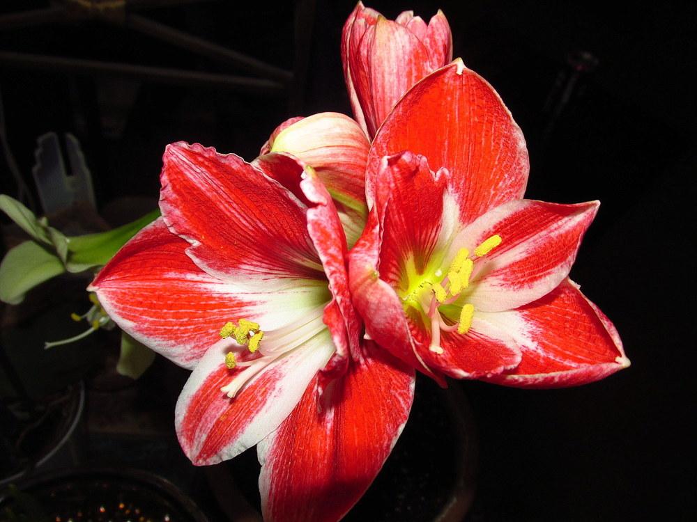 Amaryllis (Hippeastrum 'Razzle Dazzle') in the Amaryllis Database