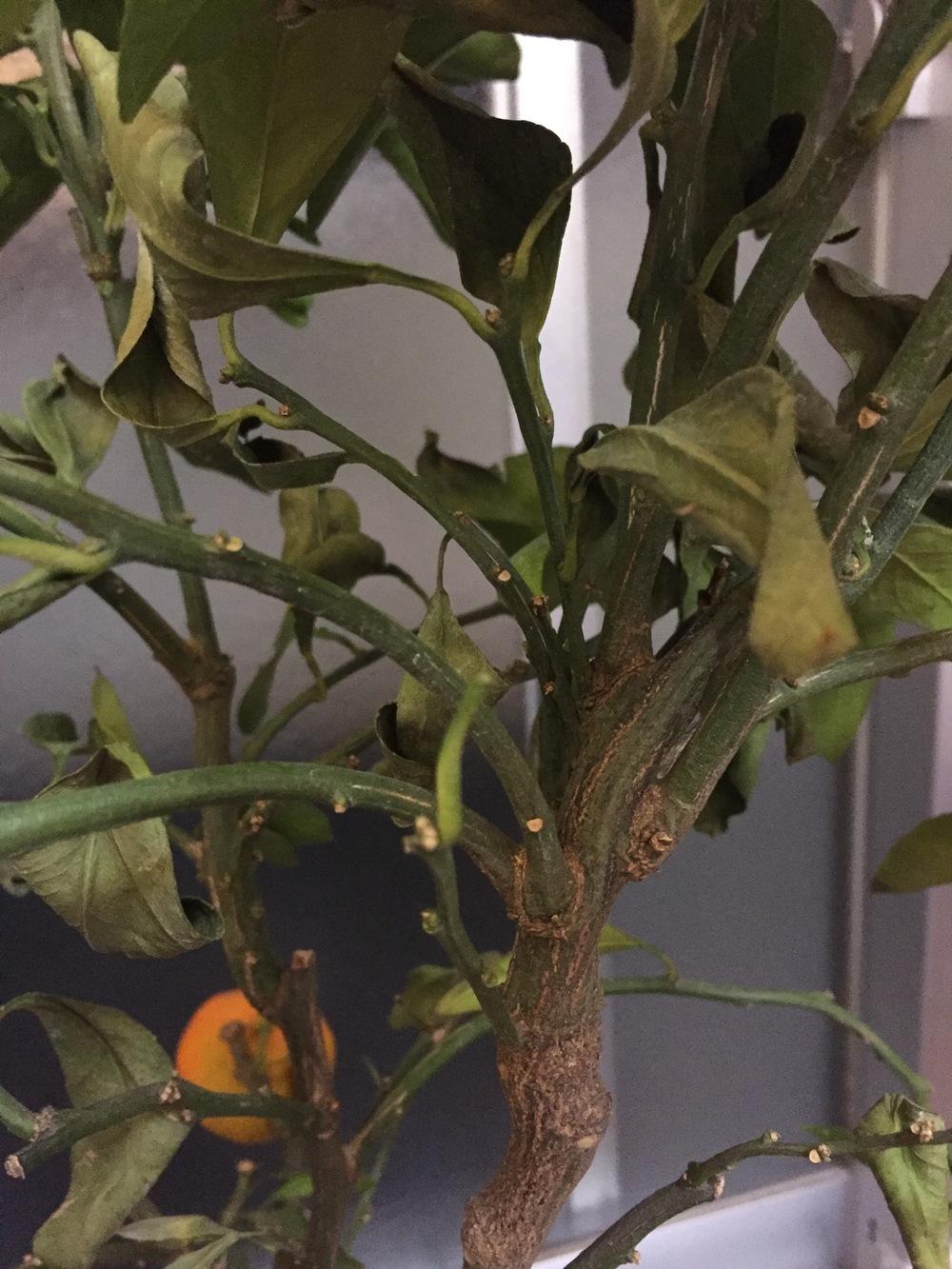 Ask A Question Forum Mandarin Tree Leaves Drying Curling Fruit Dry And Leathery Garden Org