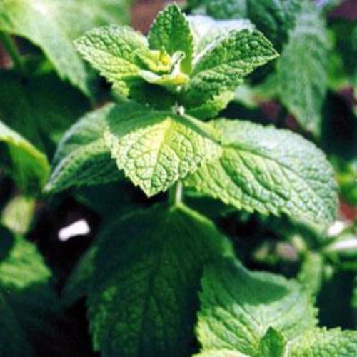 Egyptian Mint (Mentha x rotundifolia) in the Mints Database