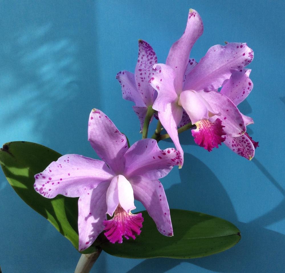 Photo of the bloom of Orchid (Cattleya Loddiglossa 'Honey Ball') posted by Ursula