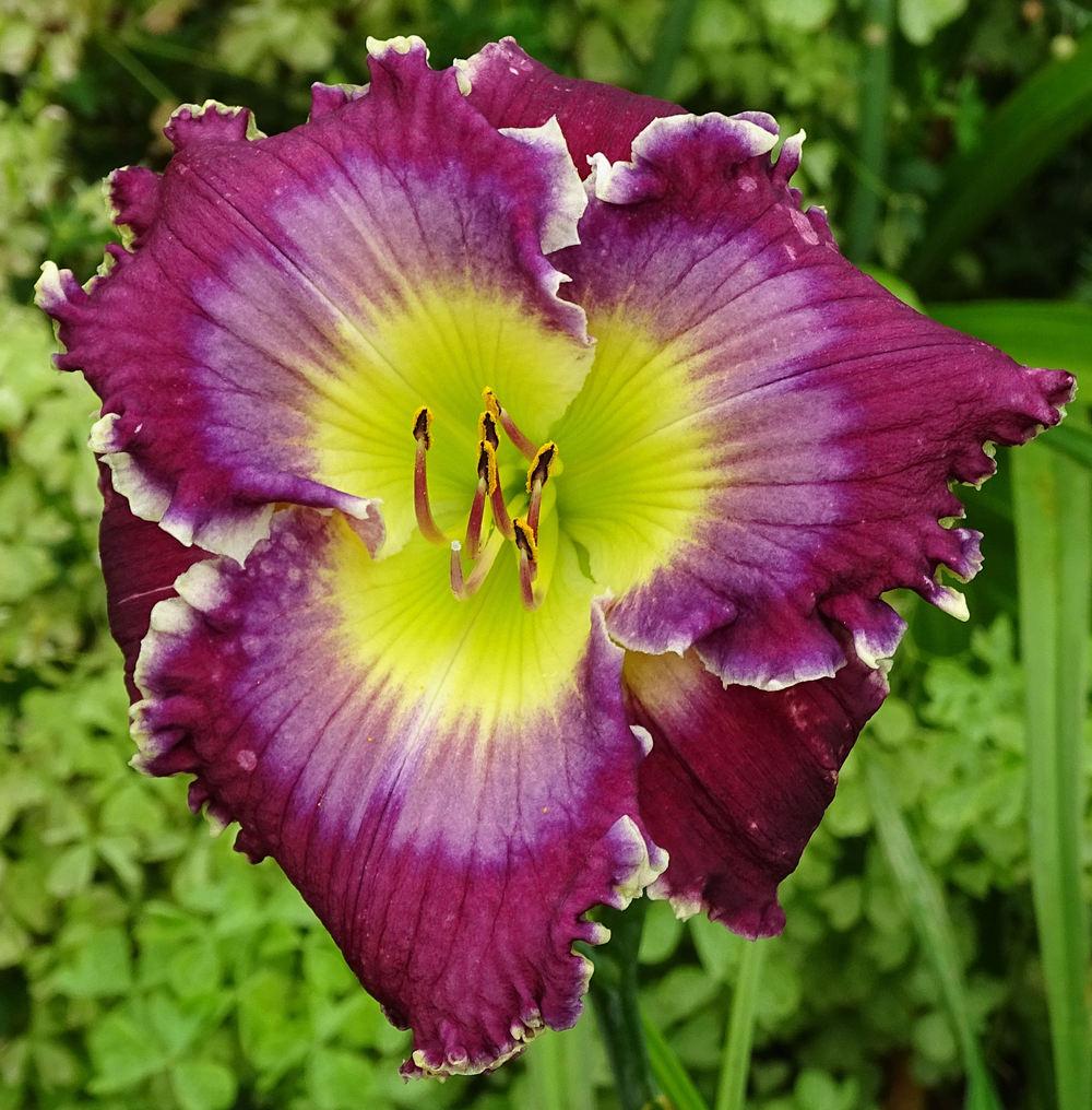 Photo of the bloom of Daylily (Hemerocallis 'Broken Chains') posted by
