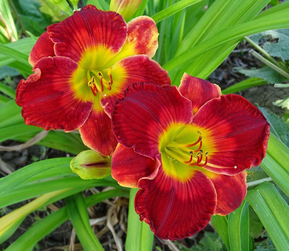 Daylily (Hemerocallis 'Cardinal Kisses') in the Daylilies Database