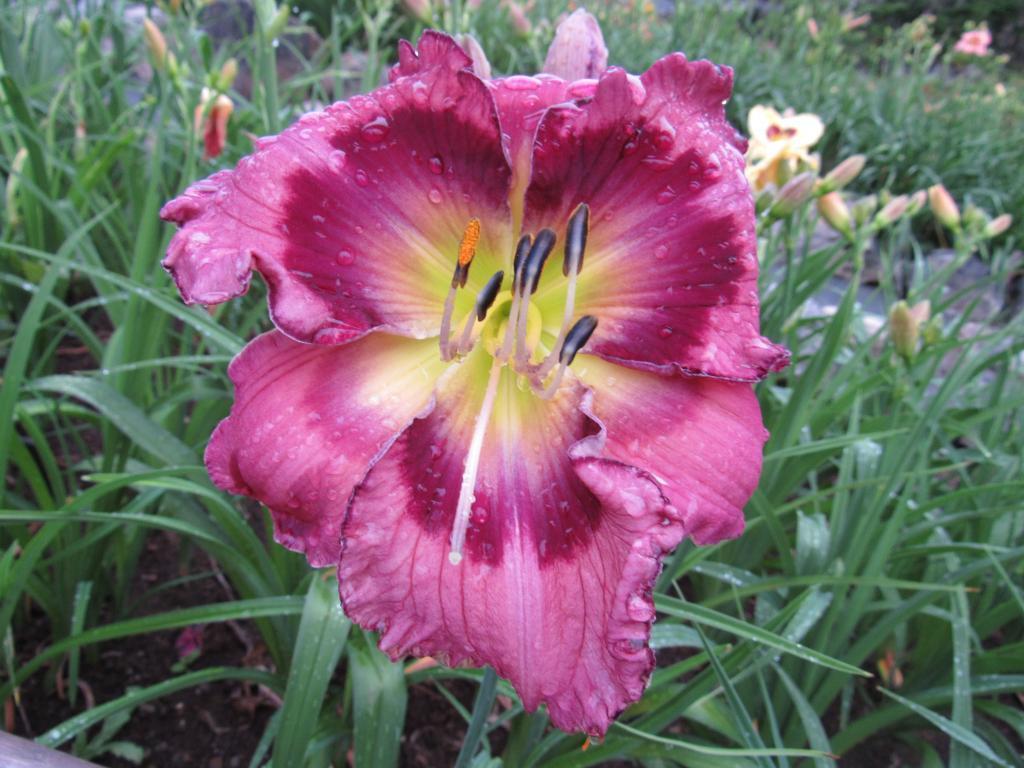 Daylily (Hemerocallis 'Cherry Blossom Discovery') in the Daylilies