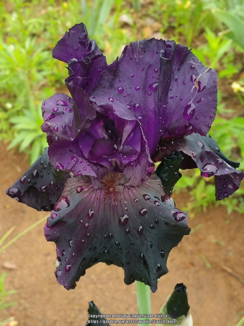 Tall Bearded Iris (Iris 'Black Flag') in the Irises Database