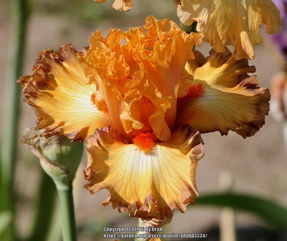 Photo of the bloom of Tall Bearded Iris (Iris 'Sunset Boulevard