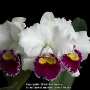 mishima cattleya