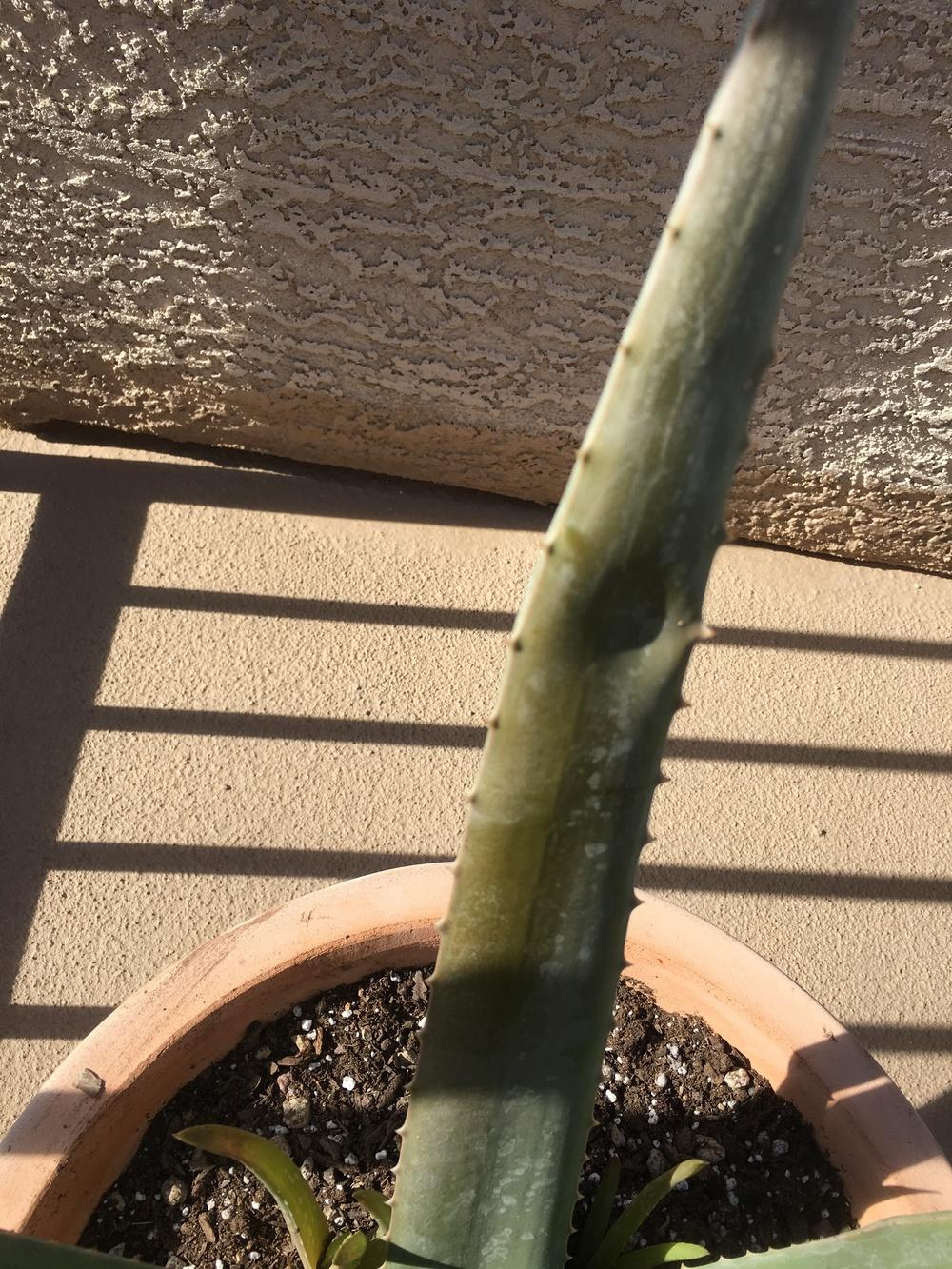 Ask a Question forum What�s wrong with my Aloe Vera plant