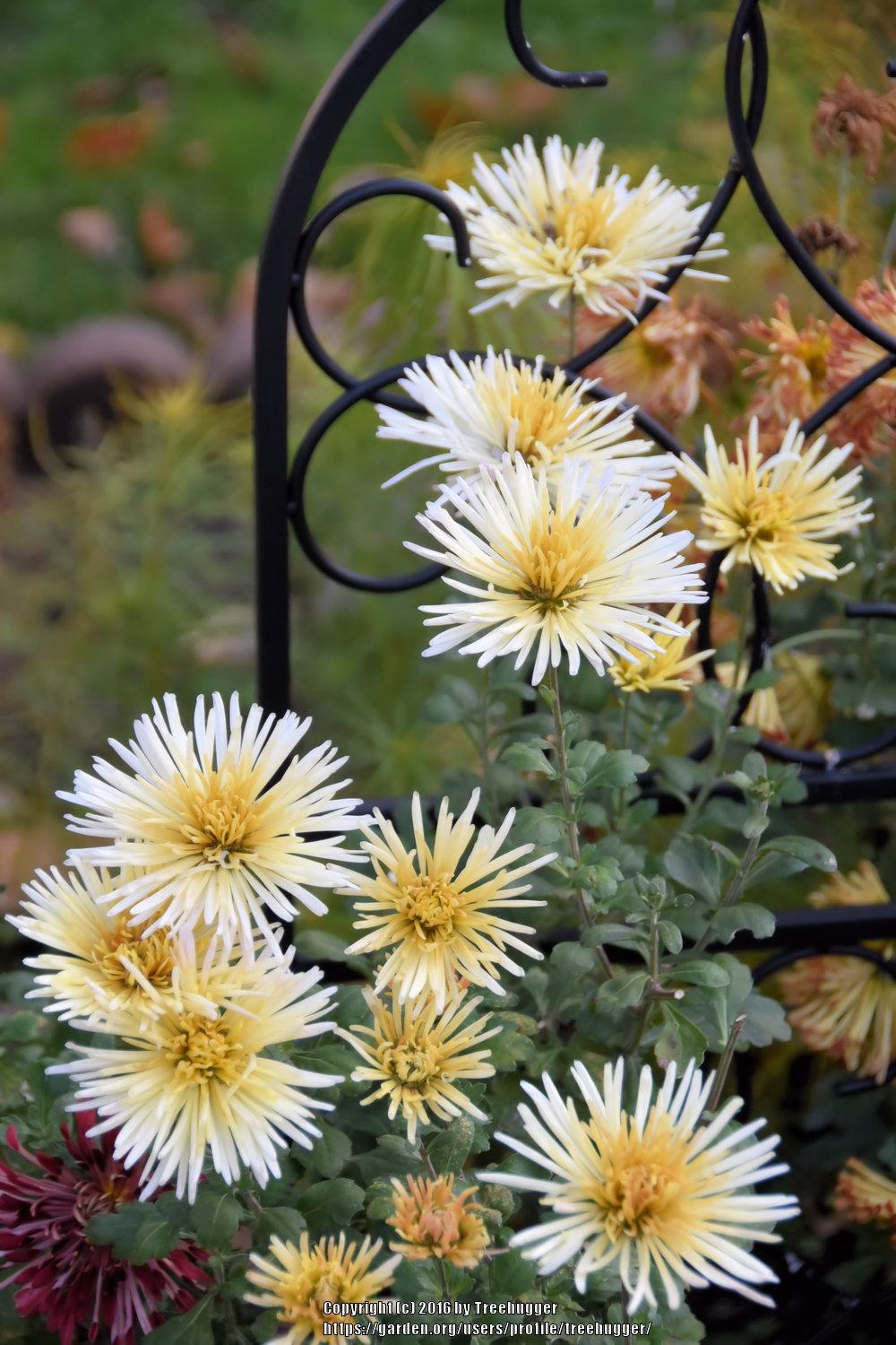 Photo of the bloom of Mum (Chrysanthemum posted by