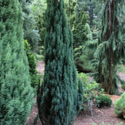 Lawson Cypress (Chamaecyparis lawsoniana Ellwood's Pillar®)