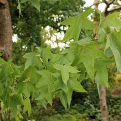 Location: Botanical Garden Copenhagen