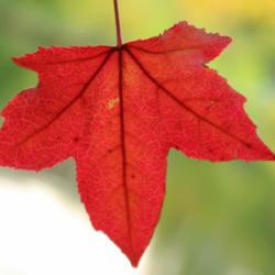 Location: Botanical Garden Copenhagen